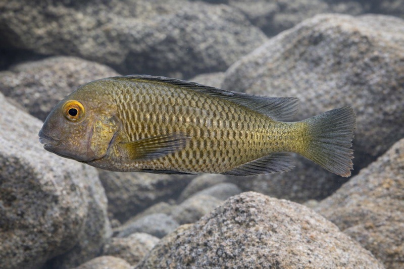 Tropheus sp. 'black' Kashombe